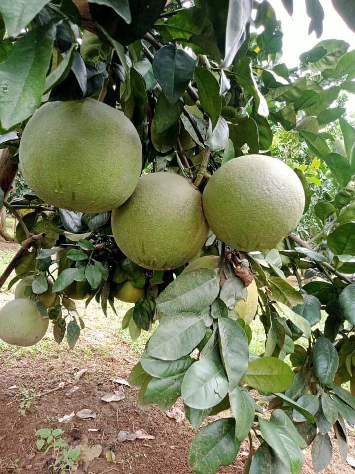 Bưởi Nghĩa Lộ  2