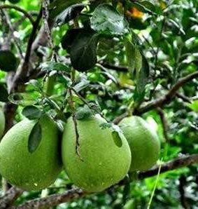 Quy định kiểm soát chất lượng bưởi Nghĩa Lộ