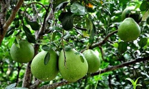 Quy định kiểm soát chất lượng bưởi Nghĩa Lộ