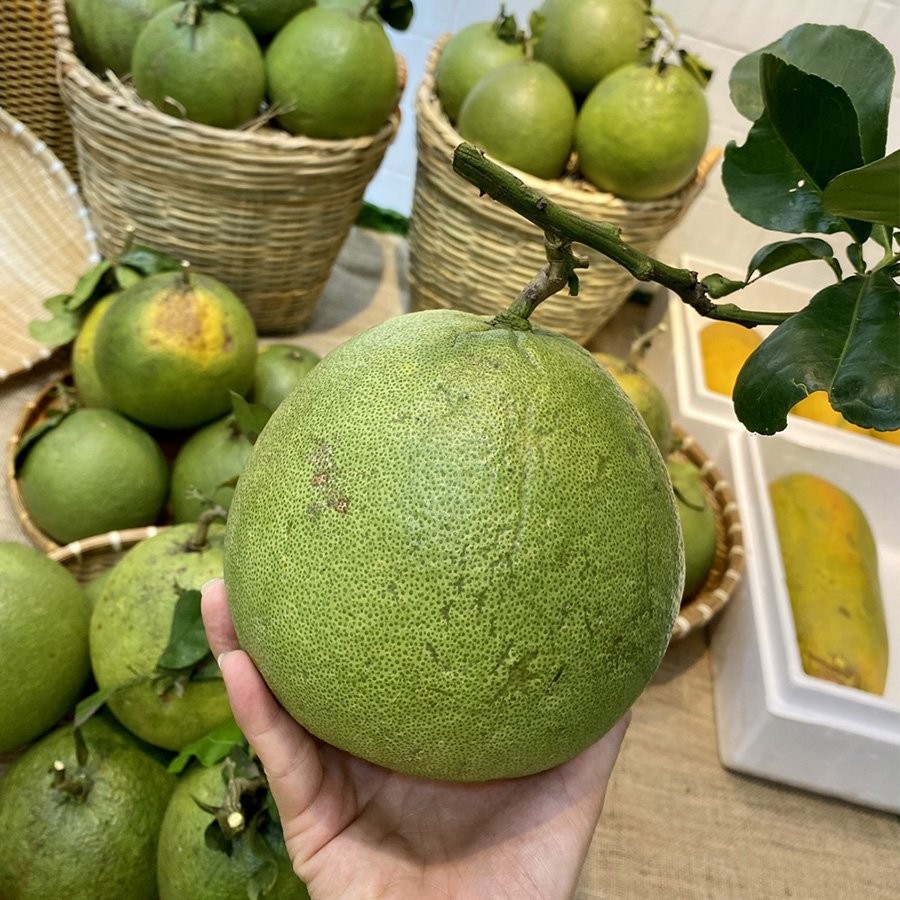 Bưởi Nghĩa Lộ